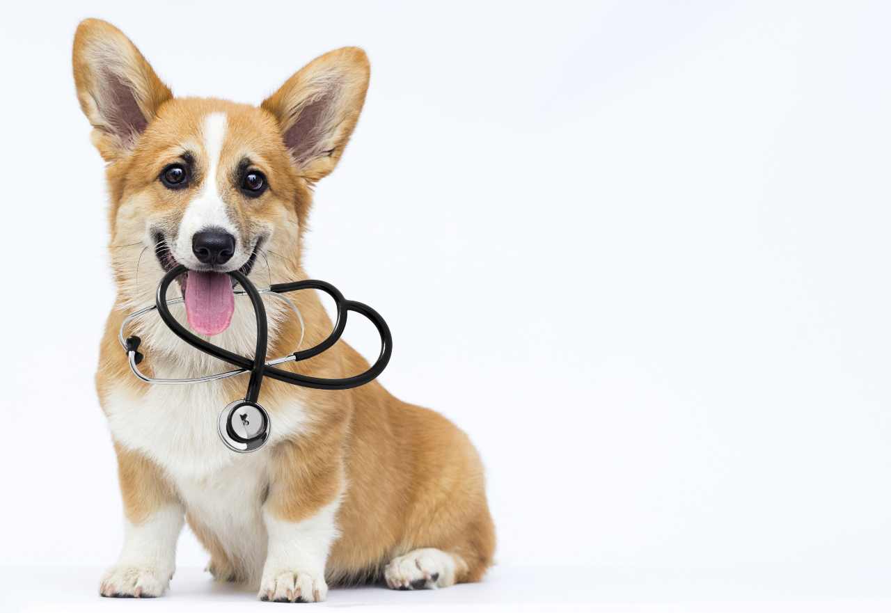rimborso spese mediche e veterinarie (foto Adobestock)