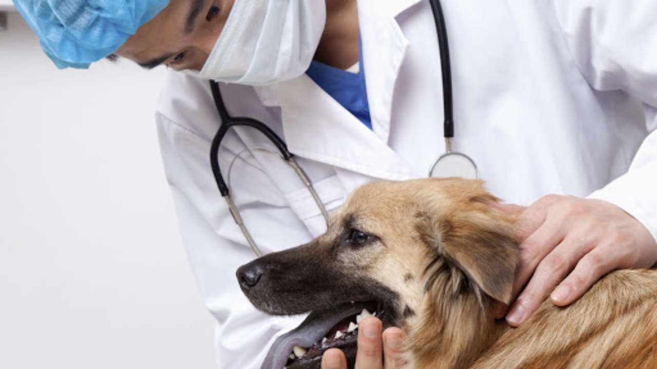 5 consili per risparmiare sui veterinari