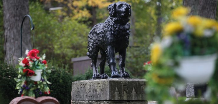 funerali per cani e gatti