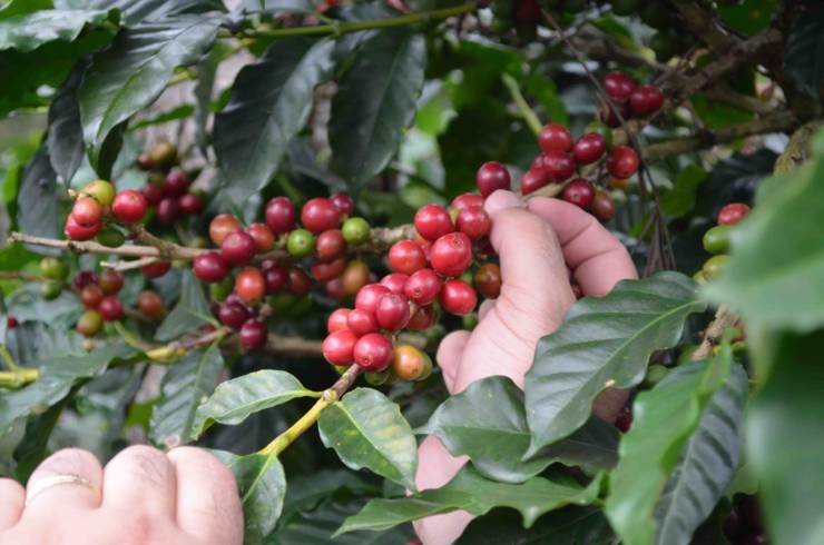 aumento di zucchero e caffé