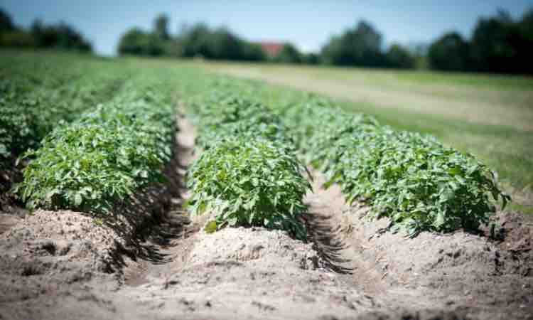 Terreno agricolo, tutti i modi per averlo gratis