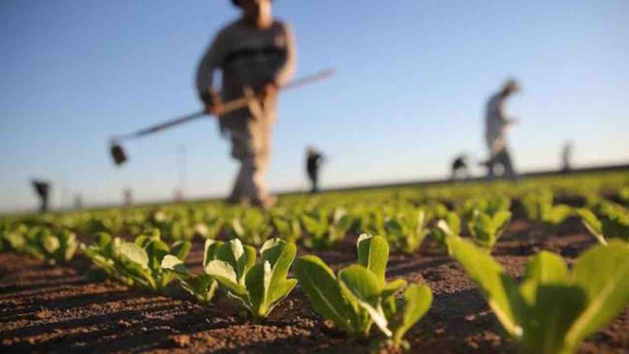 Terreno agricolo, tutti i modi per averlo gratis