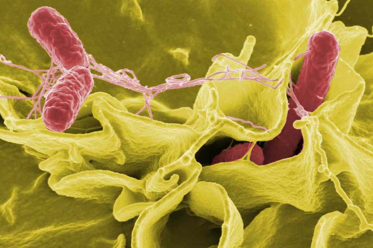 Salmonella, c'è l'intervento del Ministero della Salute